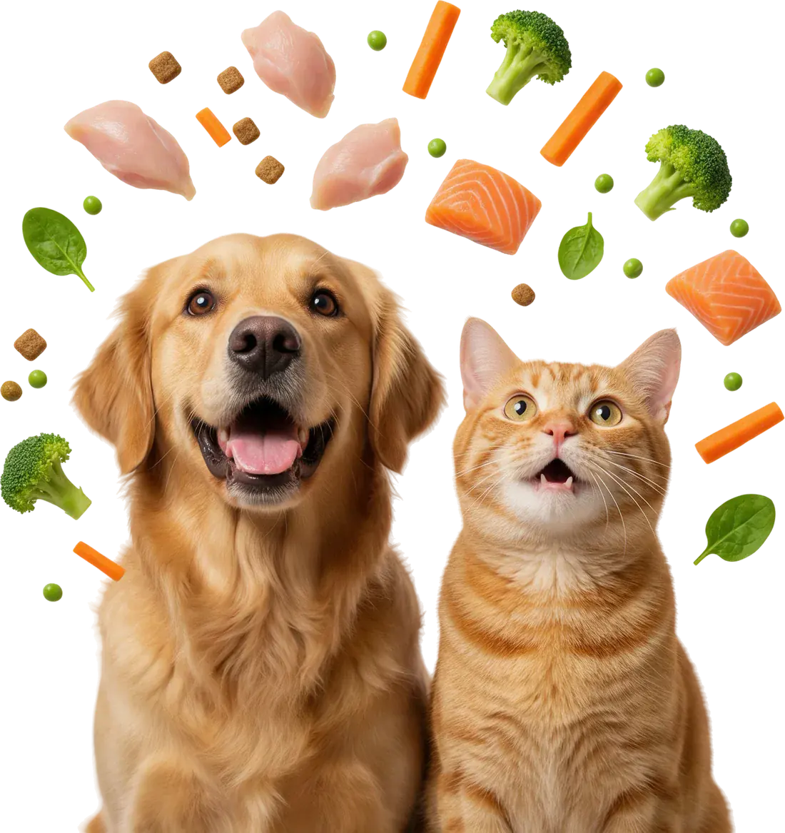 Un golden retriever y un gato naranja mirando hacia arriba mientras les caen croquetas, pollo, salmón y verduras frescas
